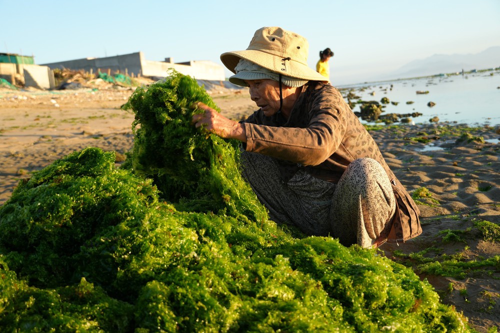 Trải nghiệm vẻ đẹp cánh đồng rong biển ở Khánh Hòa - Ảnh 12. Trải nghiệm vẻ đẹp cánh đồng rong biển ở Khánh Hòa - Ảnh 12.