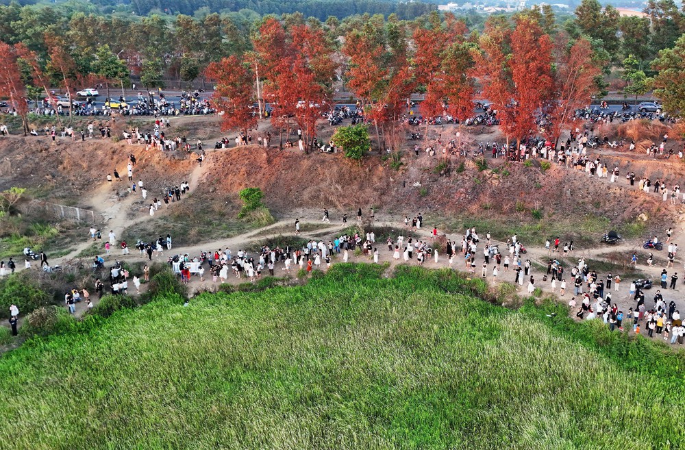 TP Hồ Chí Minh: Check-in cánh đồng cỏ lau săn Mặt Trời 'trứng muối' - Ảnh 4. TP Hồ Chí Minh: Check-in cánh đồng cỏ lau săn Mặt Trời 'trứng muối' - Ảnh 4.