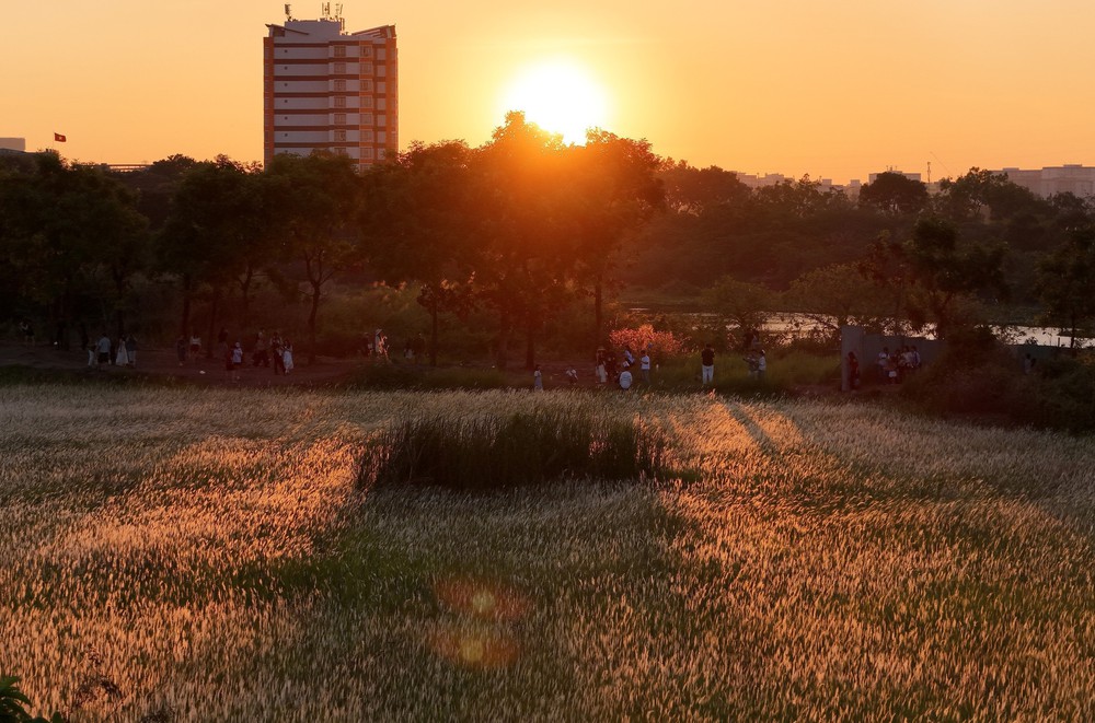 TP Hồ Chí Minh: Check-in cánh đồng cỏ lau săn Mặt Trời 'trứng muối' - Ảnh 1. TP Hồ Chí Minh: Check-in cánh đồng cỏ lau săn Mặt Trời 'trứng muối' - Ảnh 1.