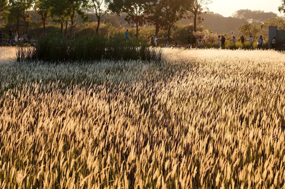 TP Hồ Chí Minh: Check-in cánh đồng cỏ lau săn Mặt Trời 'trứng muối' - Ảnh 2. TP Hồ Chí Minh: Check-in cánh đồng cỏ lau săn Mặt Trời 'trứng muối' - Ảnh 2.