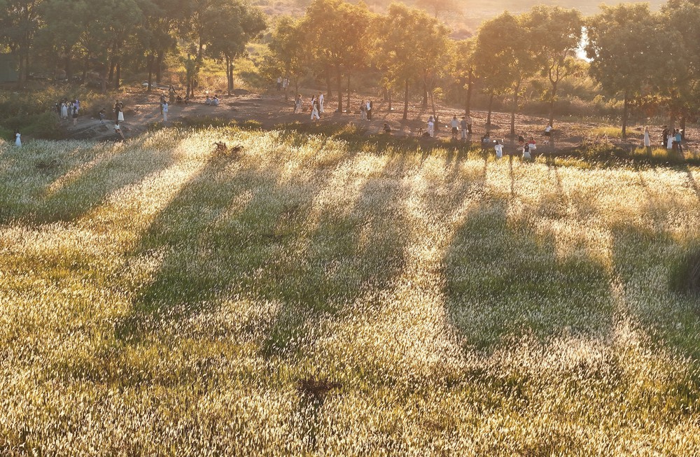 TP Hồ Chí Minh: Check-in cánh đồng cỏ lau săn Mặt Trời 'trứng muối' - Ảnh 3. TP Hồ Chí Minh: Check-in cánh đồng cỏ lau săn Mặt Trời 'trứng muối' - Ảnh 3.