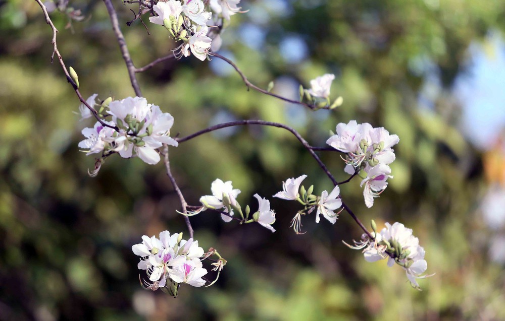 Hoa ban nở trắng níu chân du khách đến Sơn La - Ảnh 2.