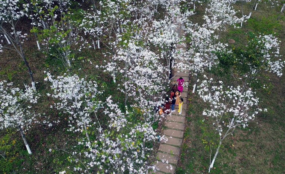 Hoa ban nở trắng níu chân du khách đến Sơn La - Ảnh 1.