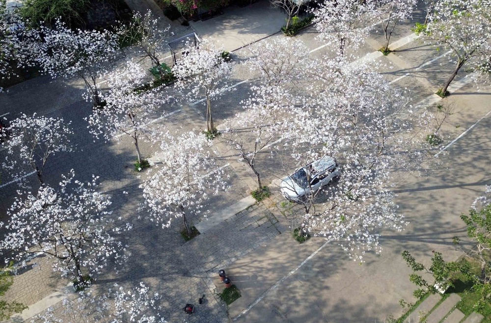 Hoa ban nở trắng níu chân du khách đến Sơn La - Ảnh 3.