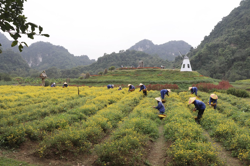 "Đảo hoa" khoe sắc giữa thiên nhiên di sản - Ảnh 2.