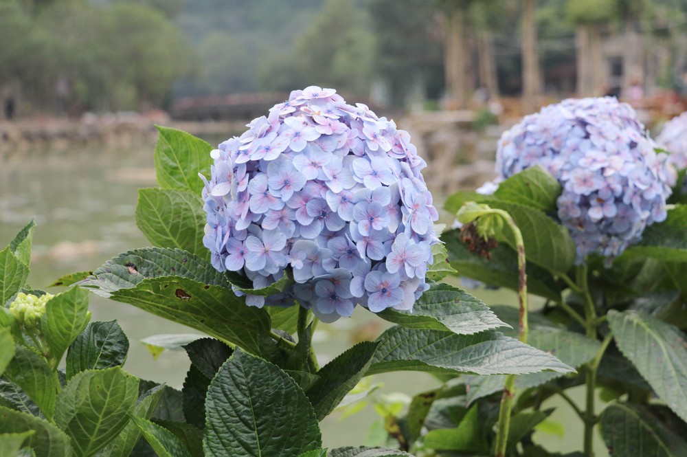 "Đảo hoa" khoe sắc giữa thiên nhiên di sản - Ảnh 4.