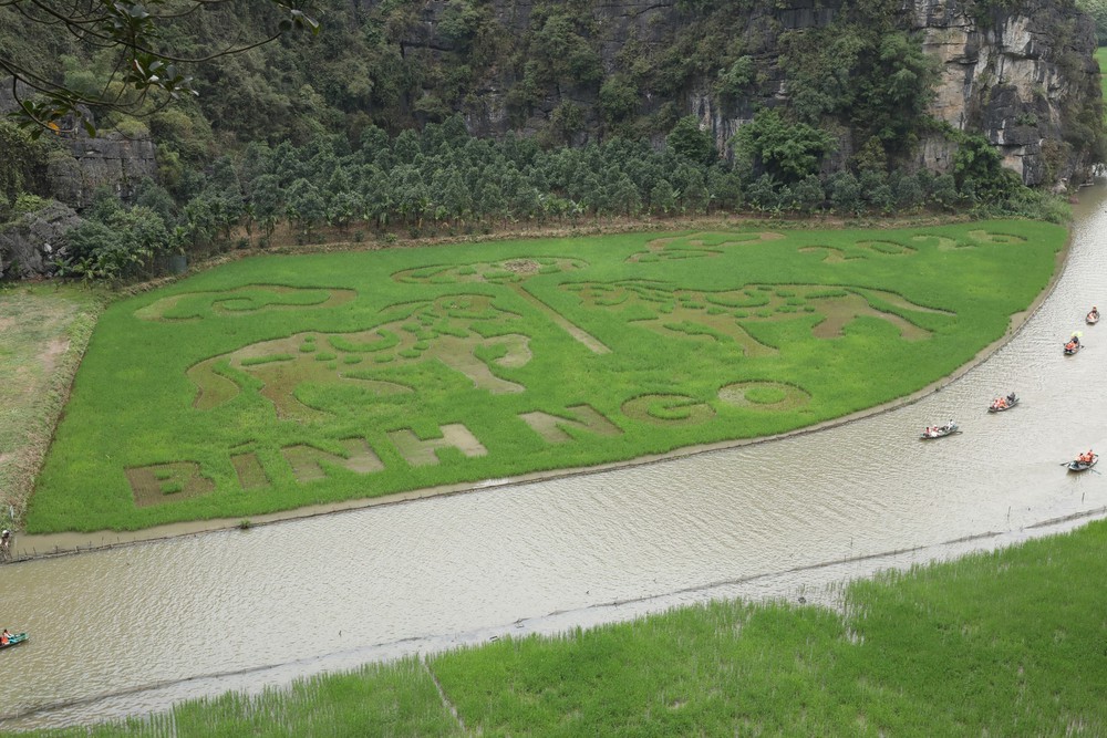 Ninh Bình dệt bức tranh bằng lúa khổ lớn giữa muôn trùng núi non - Ảnh 2.