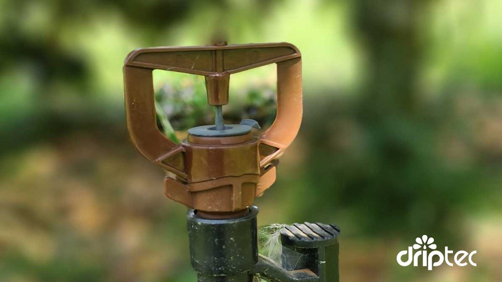 Hướng dẫn kỹ thuật tưới nước cho cây sầu riêng tốt nhất hiện nay - Ảnh 2.