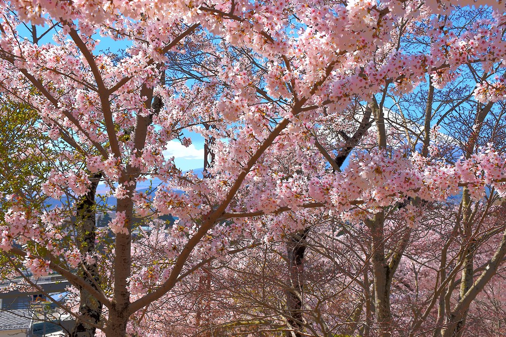 Núi Phú Sĩ mùa hoa anh đào nở rộ - Ảnh 1. Núi Phú Sĩ mùa hoa anh đào nở rộ - Ảnh 1.