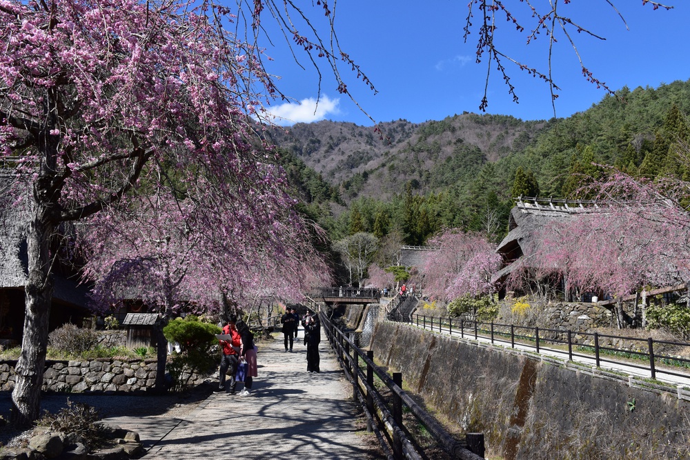 Núi Phú Sĩ mùa hoa anh đào nở rộ - Ảnh 10. Núi Phú Sĩ mùa hoa anh đào nở rộ - Ảnh 10.