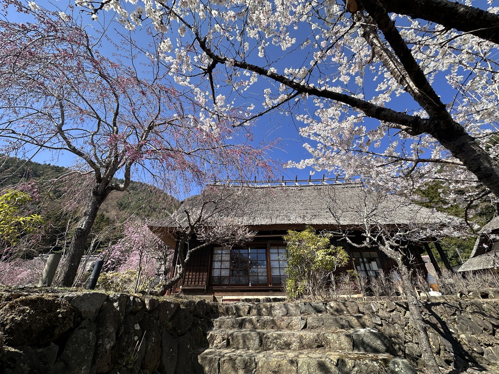 Núi Phú Sĩ mùa hoa anh đào nở rộ - Ảnh 11. Núi Phú Sĩ mùa hoa anh đào nở rộ - Ảnh 11.