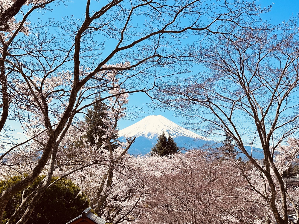 Núi Phú Sĩ mùa hoa anh đào nở rộ - Ảnh 2. Núi Phú Sĩ mùa hoa anh đào nở rộ - Ảnh 2.