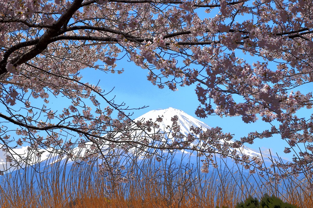 Núi Phú Sĩ mùa hoa anh đào nở rộ - Ảnh 4. Núi Phú Sĩ mùa hoa anh đào nở rộ - Ảnh 4.