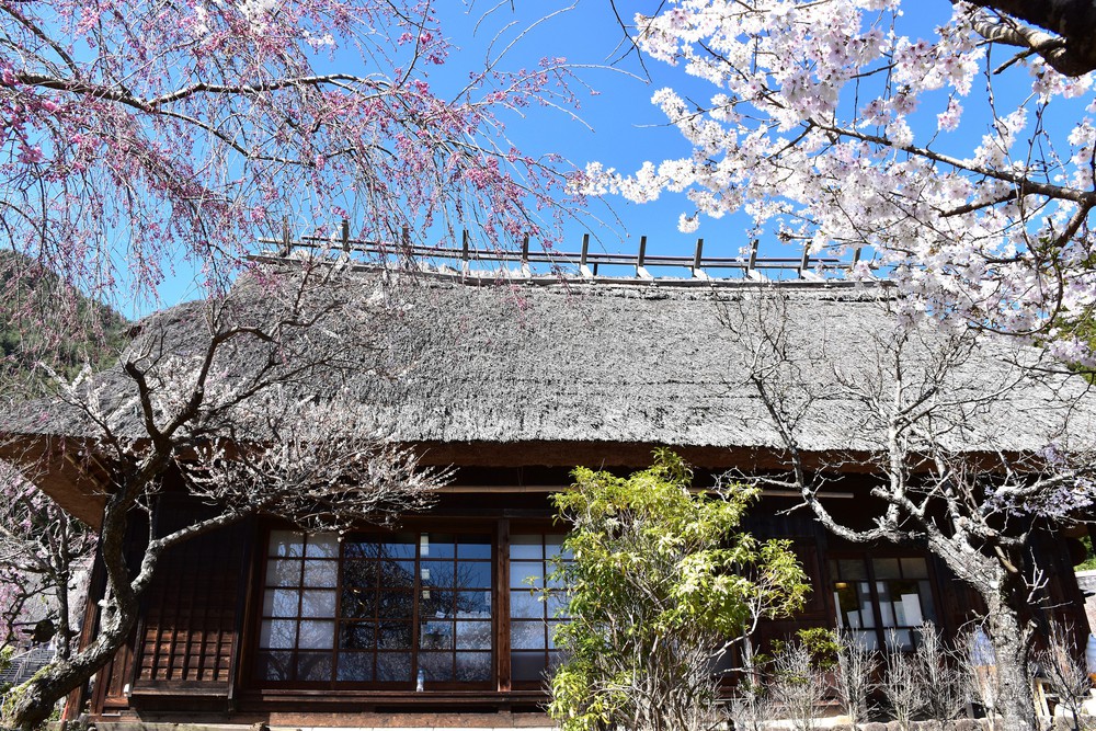 Núi Phú Sĩ mùa hoa anh đào nở rộ - Ảnh 6. Núi Phú Sĩ mùa hoa anh đào nở rộ - Ảnh 6.