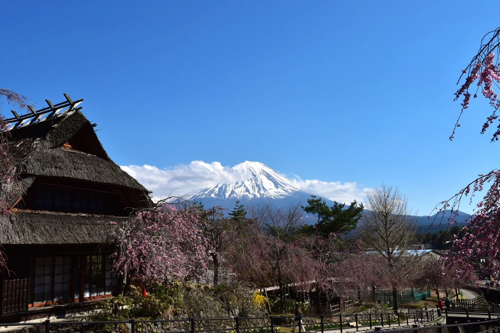 Núi Phú Sĩ mùa hoa anh đào nở rộ - Ảnh 7. Núi Phú Sĩ mùa hoa anh đào nở rộ - Ảnh 7.