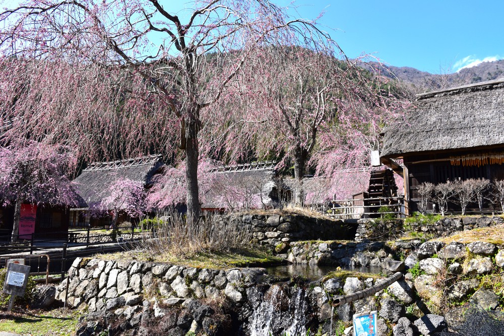 Núi Phú Sĩ mùa hoa anh đào nở rộ - Ảnh 8. Núi Phú Sĩ mùa hoa anh đào nở rộ - Ảnh 8.