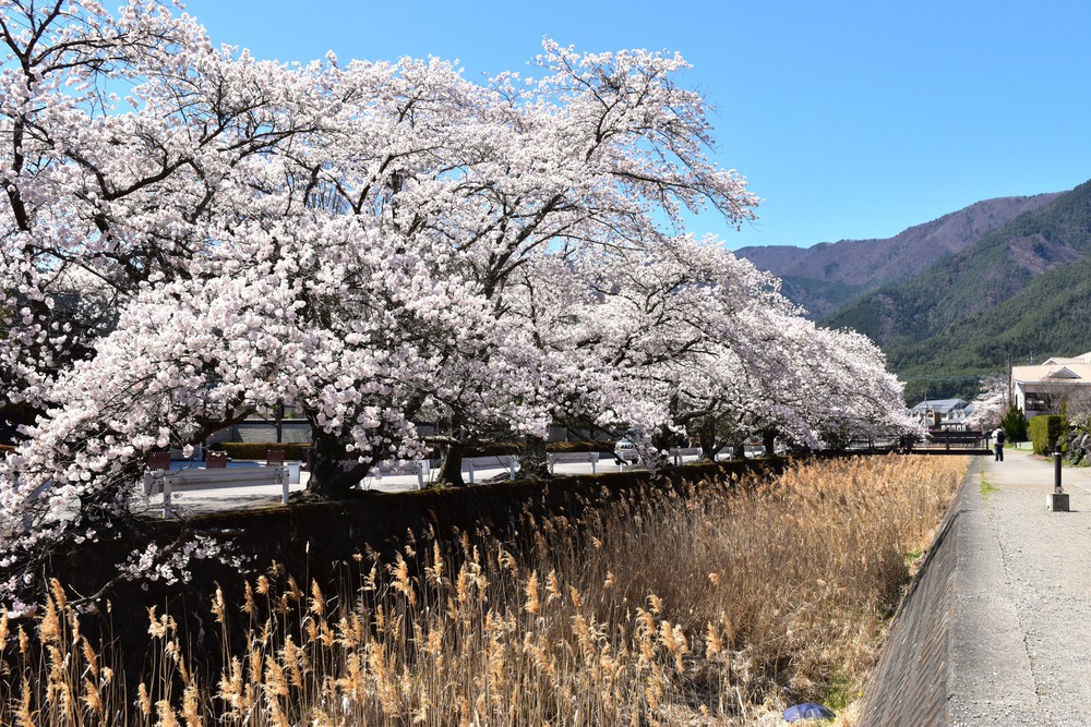 Núi Phú Sĩ mùa hoa anh đào nở rộ - Ảnh 9. Núi Phú Sĩ mùa hoa anh đào nở rộ - Ảnh 9.