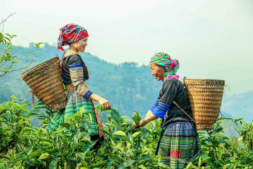 Chè Suối Giàng – từ di sản vùng cao đến thương hiệu Việt - Ảnh 4.