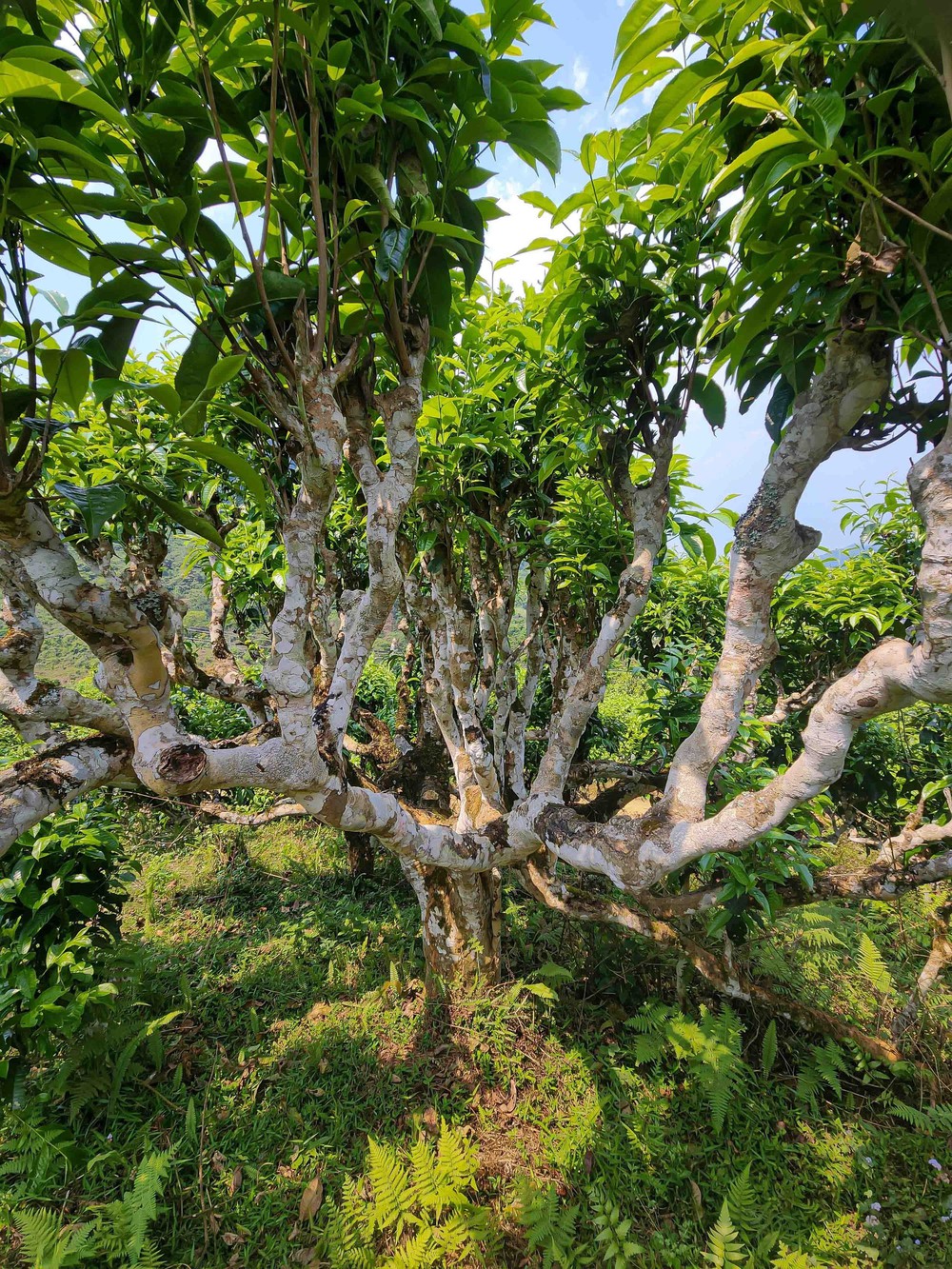 Chè Suối Giàng – từ di sản vùng cao đến thương hiệu Việt - Ảnh 3.