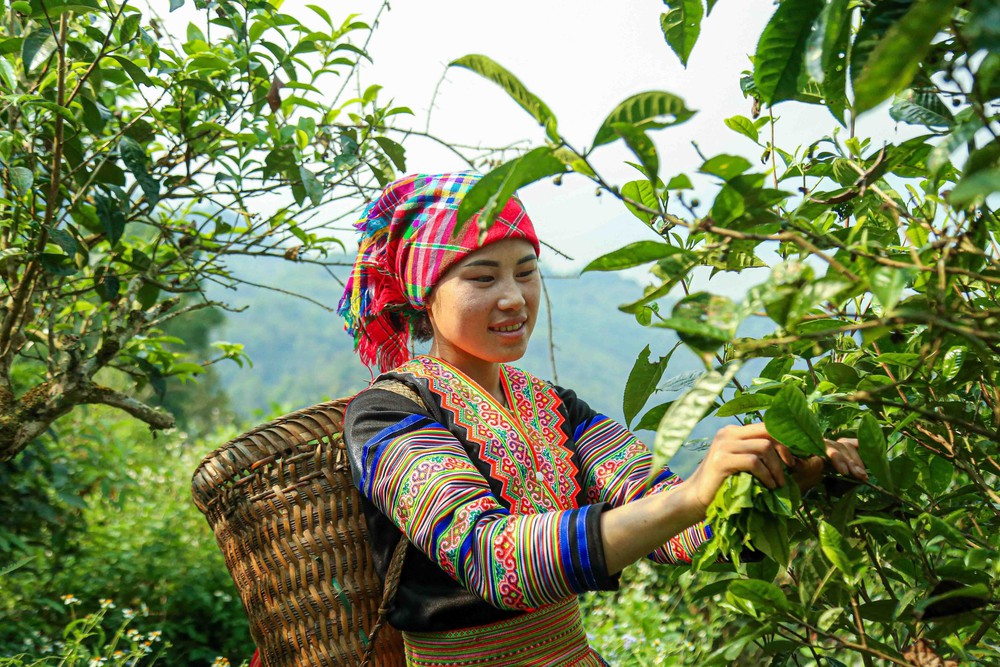 Chè Suối Giàng – từ di sản vùng cao đến thương hiệu Việt - Ảnh 5.