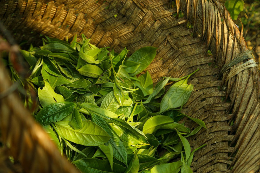 Chè Suối Giàng – từ di sản vùng cao đến thương hiệu Việt - Ảnh 6.