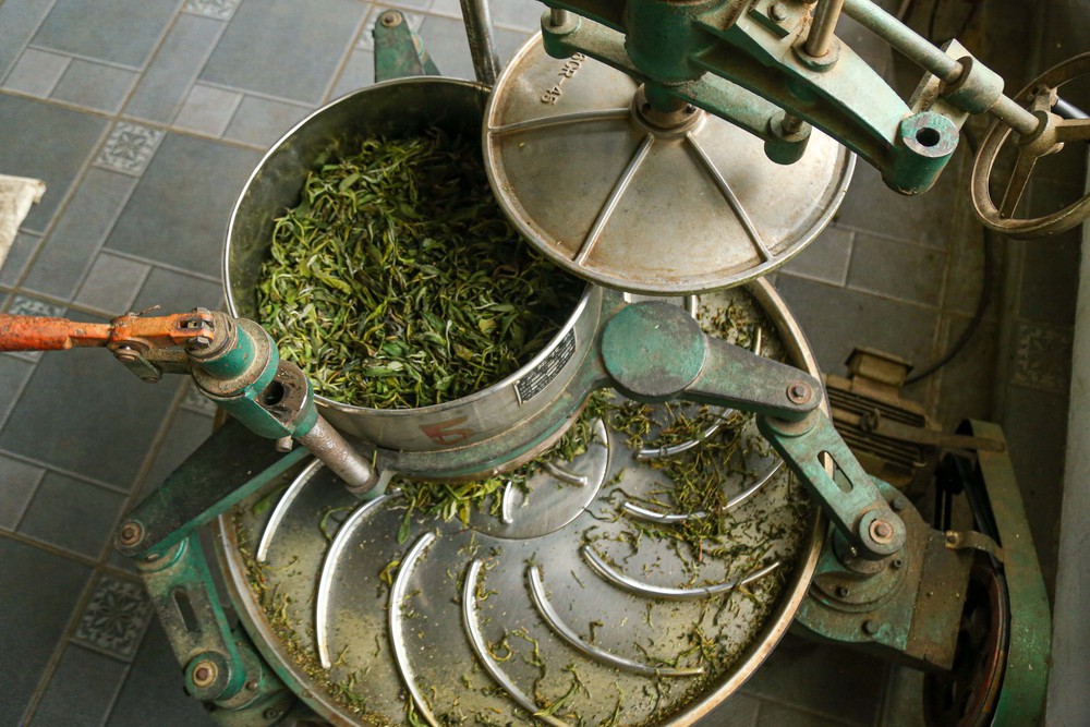 Chè Suối Giàng – từ di sản vùng cao đến thương hiệu Việt - Ảnh 10.