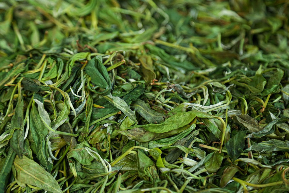 Chè Suối Giàng – từ di sản vùng cao đến thương hiệu Việt - Ảnh 8.