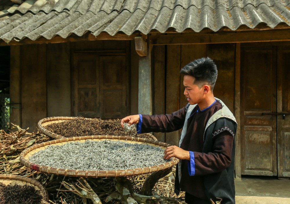 Chè Suối Giàng – từ di sản vùng cao đến thương hiệu Việt - Ảnh 11.