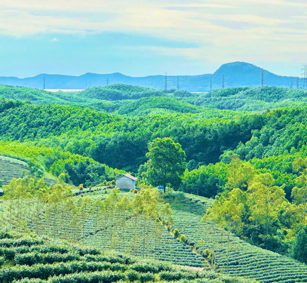 Giữ hồn trong lá trà.... giữa gió biển Quảng Ninh - Ảnh 1.