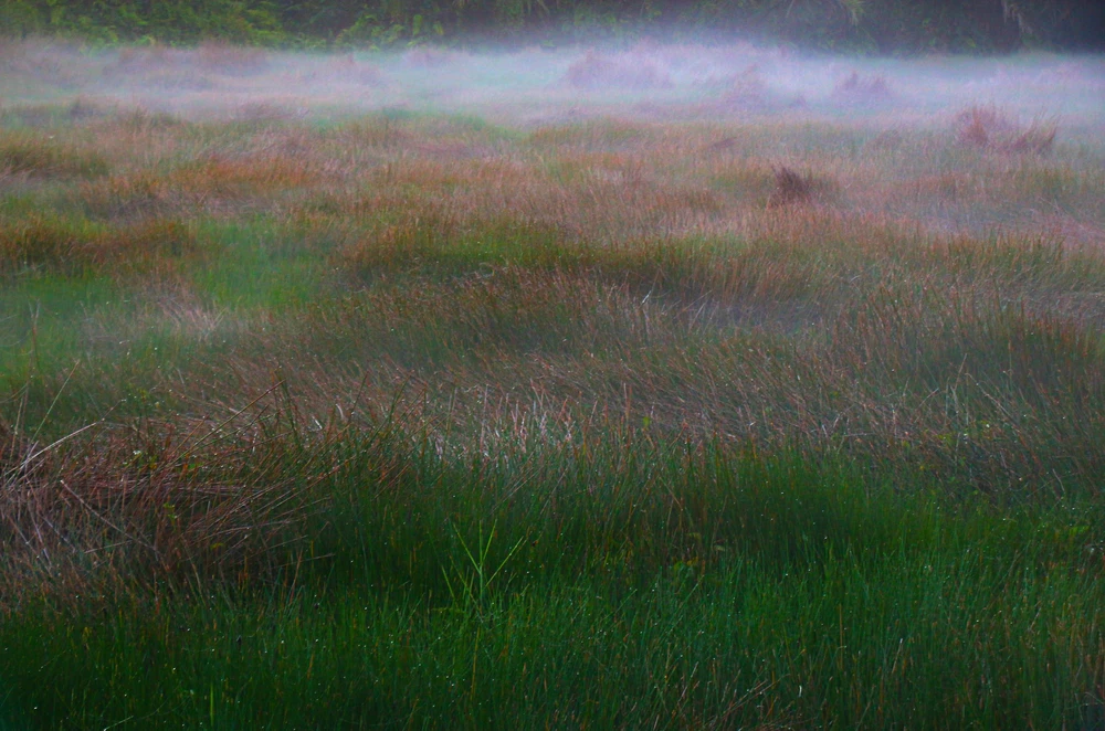 Vẻ đẹp thơ mộng miền quê Cần Thơ trong sương sớm - Ảnh 7.