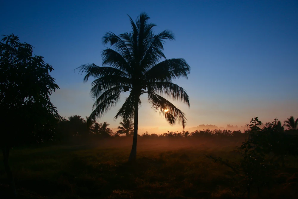 Vẻ đẹp thơ mộng miền quê Cần Thơ trong sương sớm - Ảnh 5.