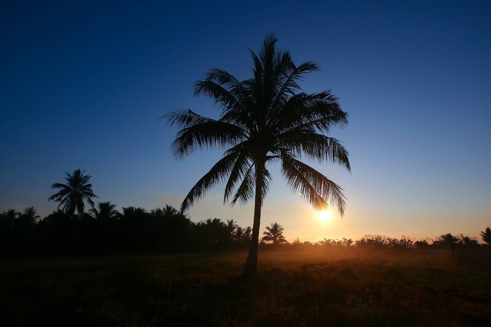 Vẻ đẹp thơ mộng miền quê Cần Thơ trong sương sớm - Ảnh 6.