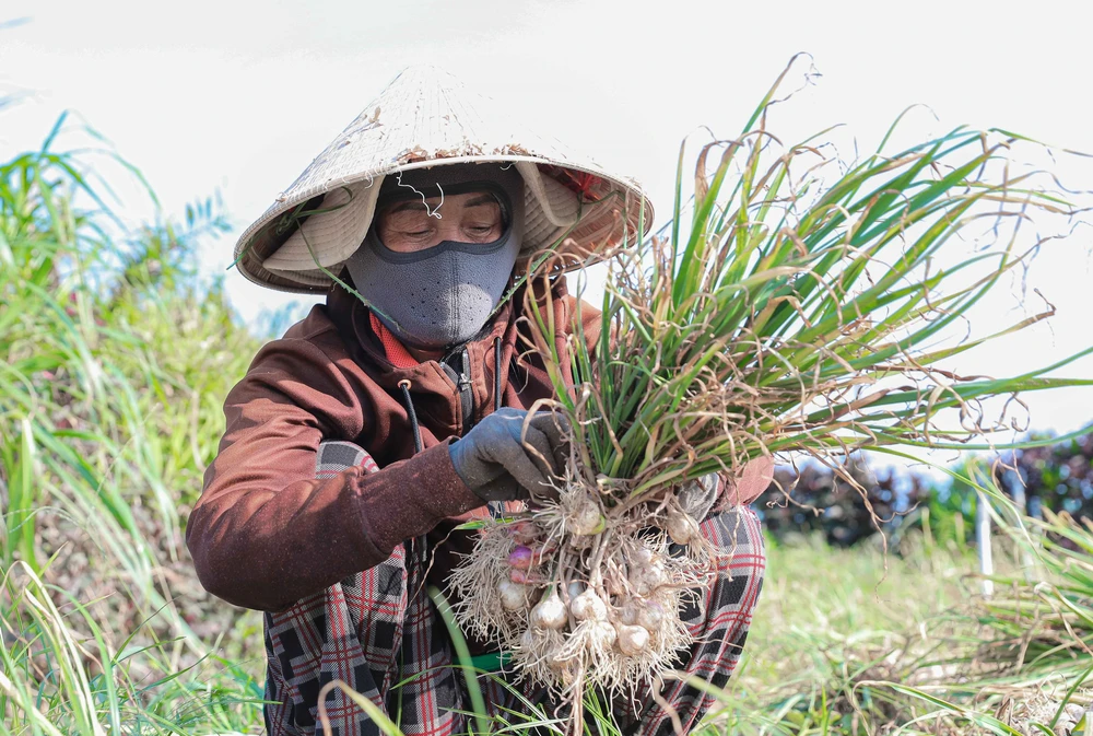 Quảng Ngãi: Ứng dụng công nghệ cao nâng tầm giá trị tỏi Lý Sơn - Ảnh 3.