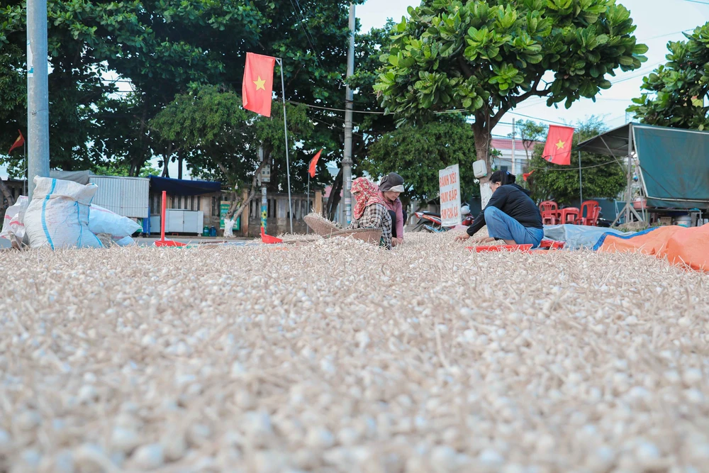 Quảng Ngãi: Ứng dụng công nghệ cao nâng tầm giá trị tỏi Lý Sơn - Ảnh 5.