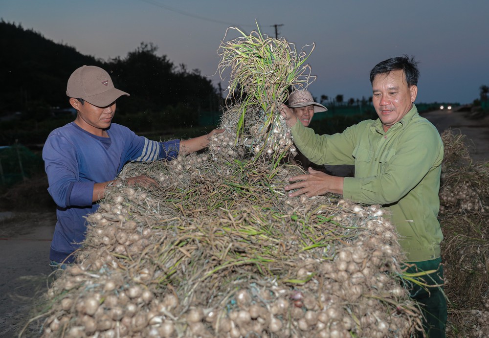 Quảng Ngãi: Ứng dụng công nghệ cao nâng tầm giá trị tỏi Lý Sơn - Ảnh 4.