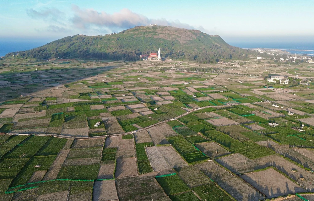 Quảng Ngãi: Ứng dụng công nghệ cao nâng tầm giá trị tỏi Lý Sơn - Ảnh 2.