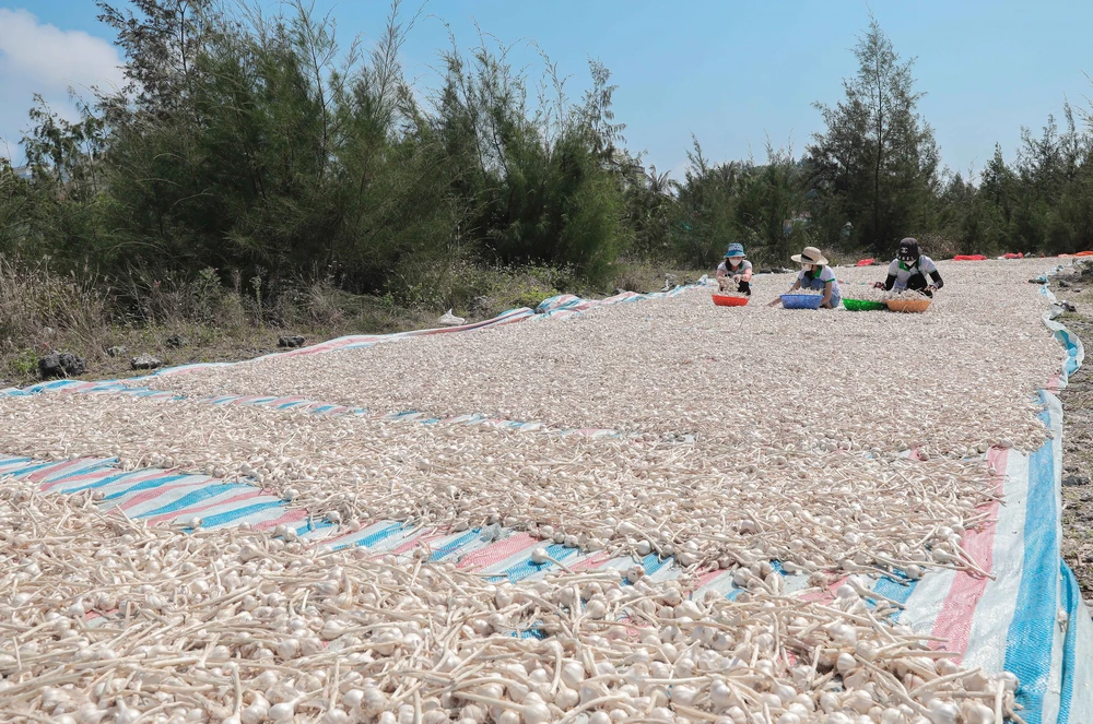 Quảng Ngãi: Ứng dụng công nghệ cao nâng tầm giá trị tỏi Lý Sơn - Ảnh 7.