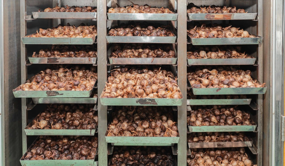 Quảng Ngãi: Ứng dụng công nghệ cao nâng tầm giá trị tỏi Lý Sơn - Ảnh 14.