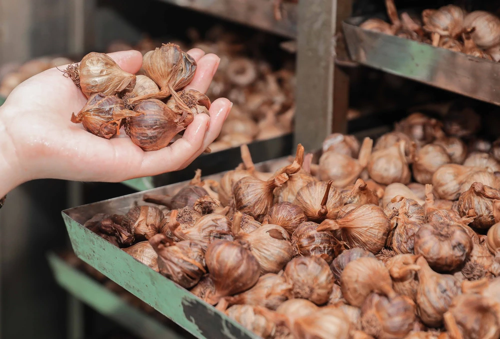 Quảng Ngãi: Ứng dụng công nghệ cao nâng tầm giá trị tỏi Lý Sơn - Ảnh 13.