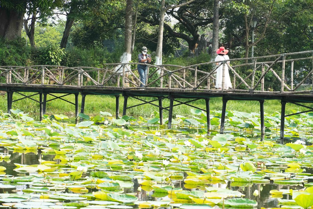 Mùa sen trắng tinh khôi ở hồ Tịnh Tâm trong Kinh thành Huế - Ảnh 2.