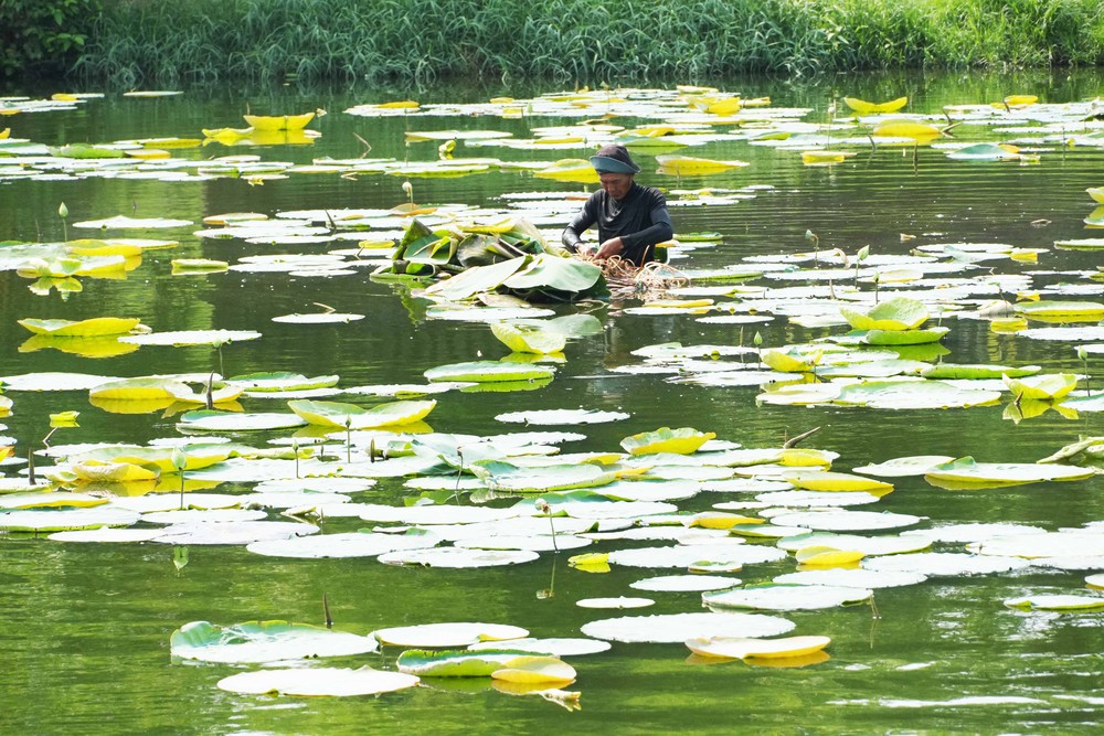 Mùa sen trắng tinh khôi ở hồ Tịnh Tâm trong Kinh thành Huế - Ảnh 4.