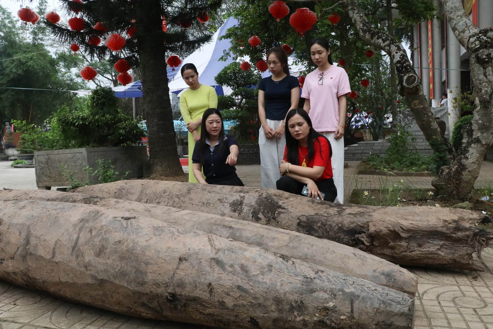 Xác định niên đại của ba cọc gỗ cổ phát hiện tại Ninh Bình - Ảnh 2.