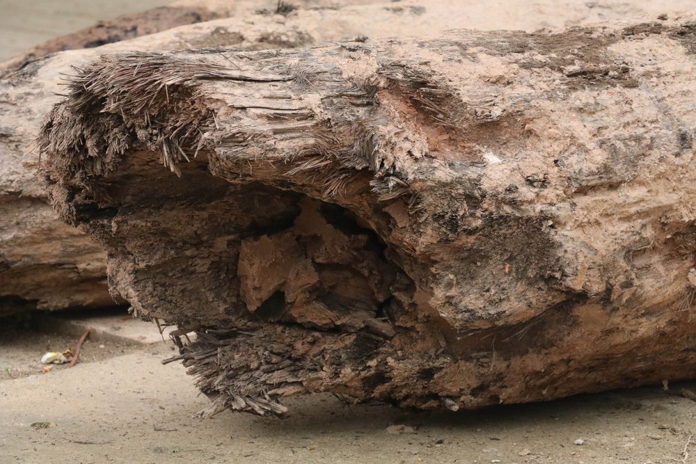 Xác định niên đại của ba cọc gỗ cổ phát hiện tại Ninh Bình - Ảnh 4.