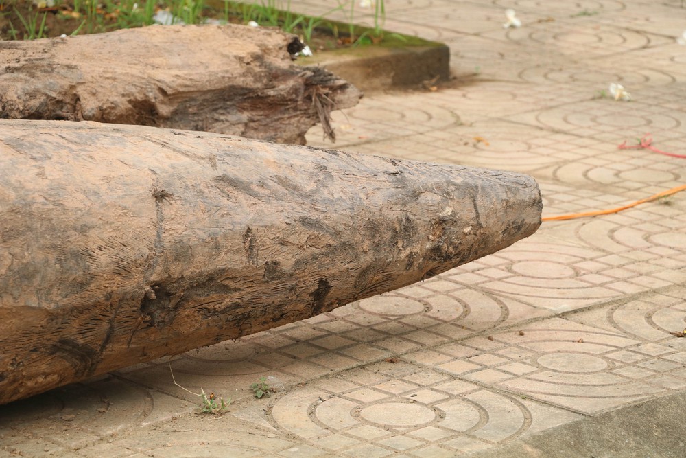 Xác định niên đại của ba cọc gỗ cổ phát hiện tại Ninh Bình - Ảnh 5.