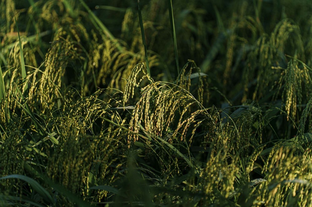 Bắc Hoa – vẻ đẹp nguyên sơ từ nếp nhà đất đến nhịp sống bản địa - Ảnh 9.