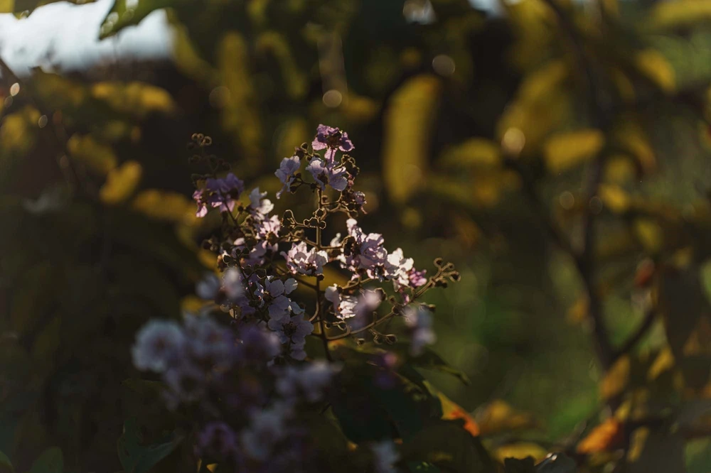 Bắc Hoa – vẻ đẹp nguyên sơ từ nếp nhà đất đến nhịp sống bản địa - Ảnh 7.