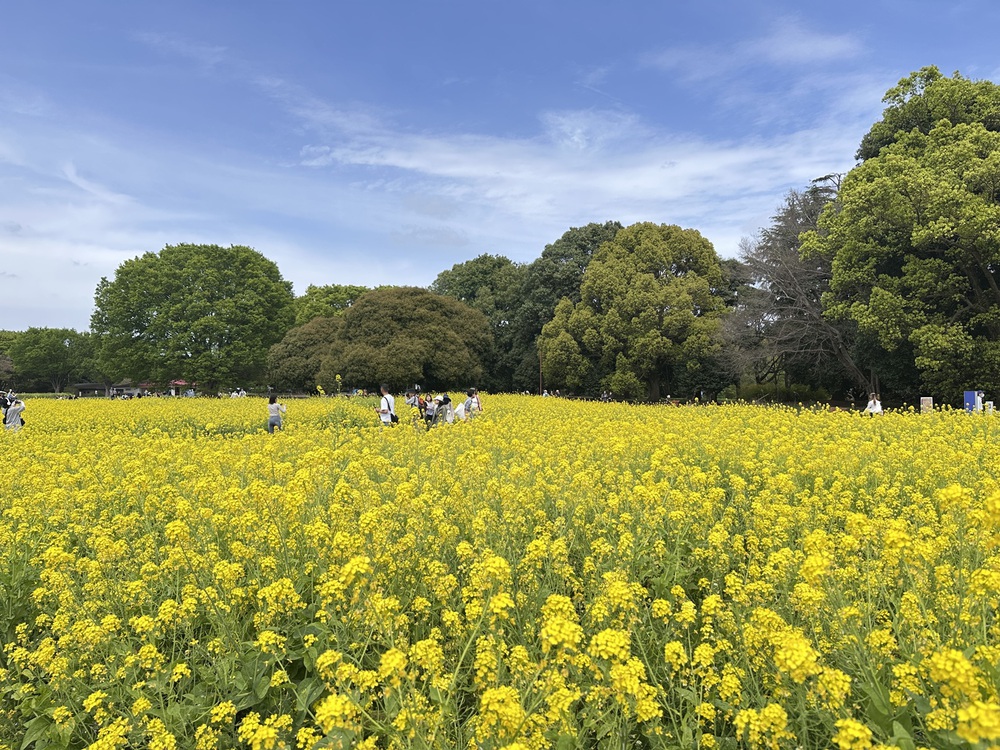 Sắc hoa rực rỡ nhuộm thắm mùa xuân tại Công viên Showa Kinen - Ảnh 1.