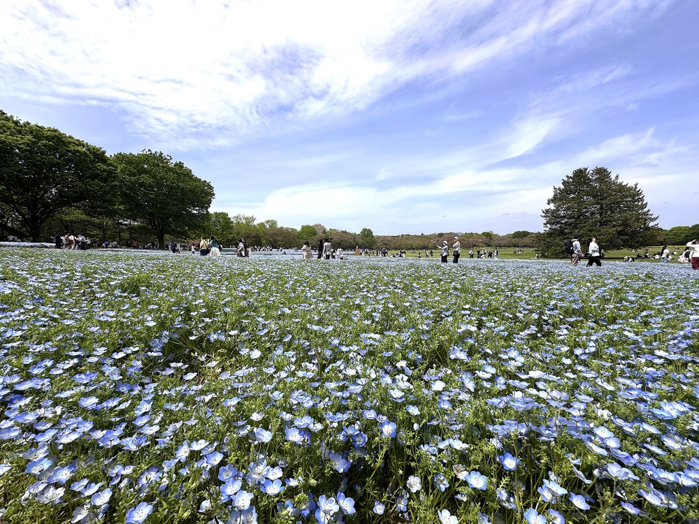 Sắc hoa rực rỡ nhuộm thắm mùa xuân tại Công viên Showa Kinen - Ảnh 3.