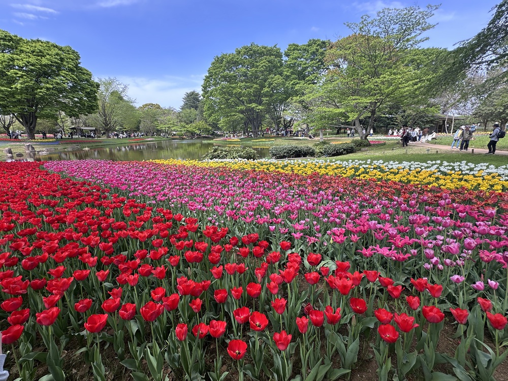 Sắc hoa rực rỡ nhuộm thắm mùa xuân tại Công viên Showa Kinen - Ảnh 4.