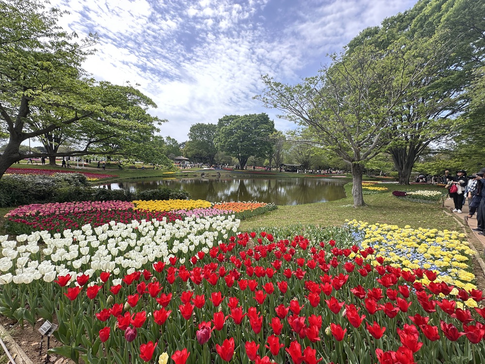 Sắc hoa rực rỡ nhuộm thắm mùa xuân tại Công viên Showa Kinen - Ảnh 5.